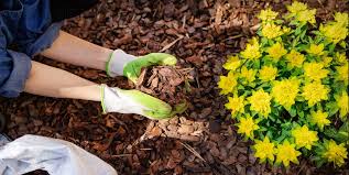 استفاده از چند جایگزین به جای مالچ  - فوت و فن های باغبانی